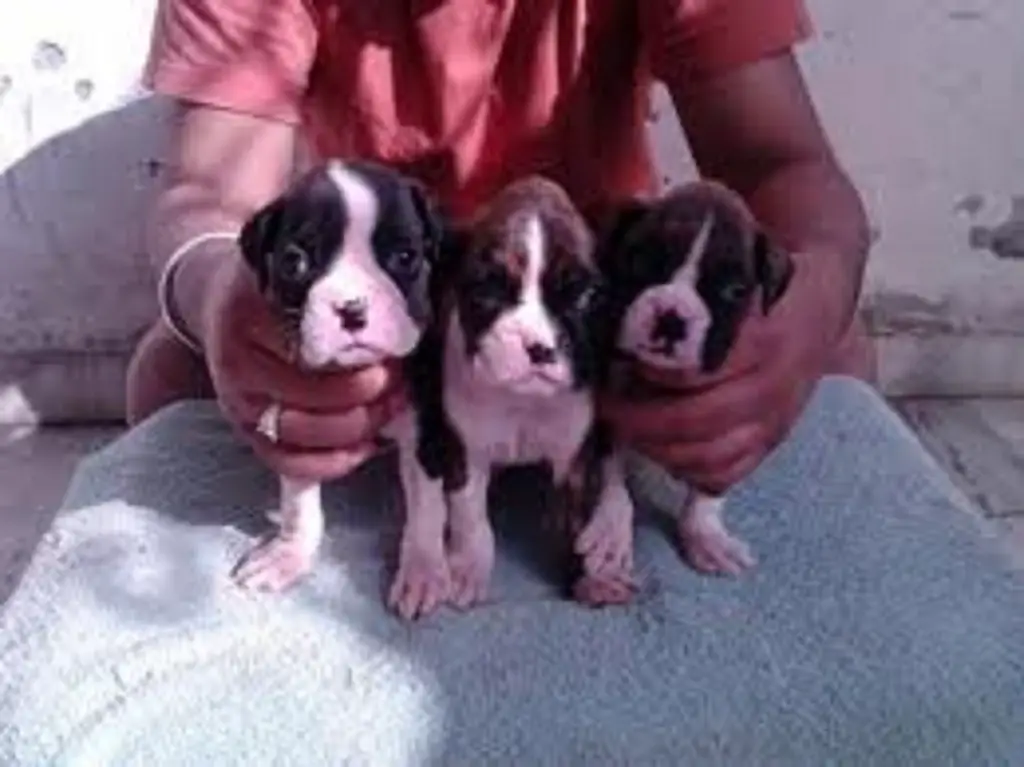 masstiff puppies for sale